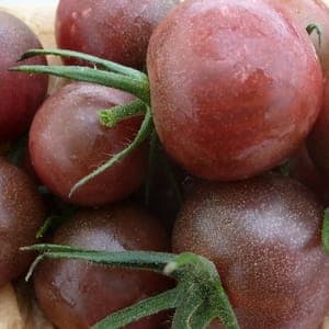 Tomate cocktail - vrac