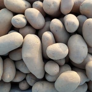 Pomme de terre Allians