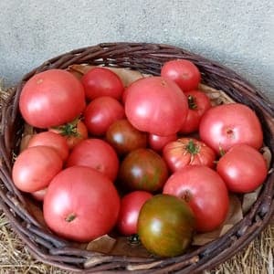 tomates variées