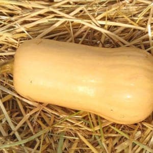 courge butternut