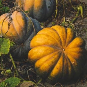 Courge musquée en quartier POIDS A CHOISIR SUR PLACE