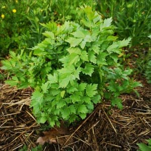 Plant de Livèche ou Céleri perpétuel