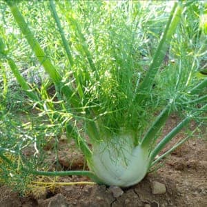 Fenouil