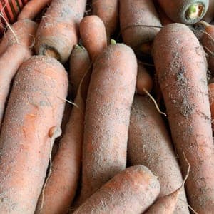 Carotte vrac non lavée