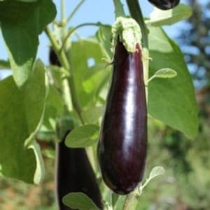 Plant d'Aubergine 'De Barbentane'