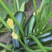Courgettes