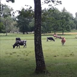 LA FROMAGERIE DU ROY #8