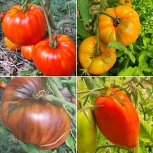 Tomates anciennes variées