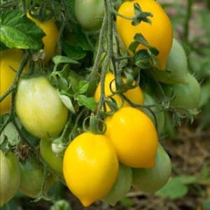 Plant de Tomate 'Téton de Vénus' (godet jaune)