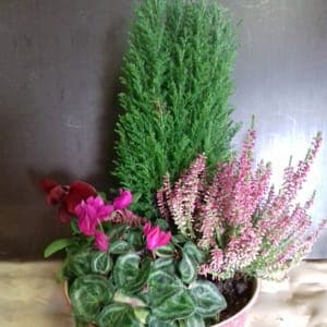 Coupe florale avec 4-6 plantes