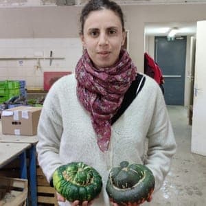 Courge Giraumon Turban vendue à la pièce, facturée au kilo