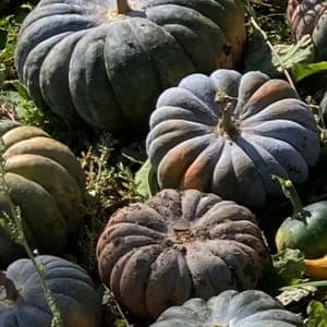 Courge musquée