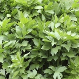 LIVÈCHE/ACHE DES MONTAGNES