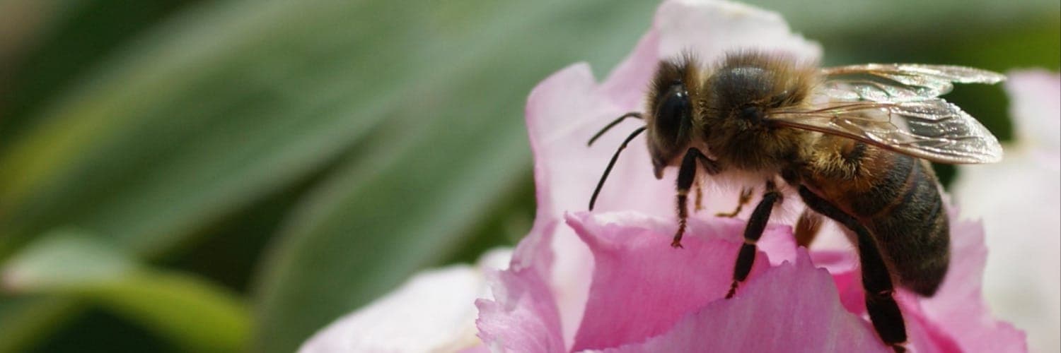 Bannière de Les douceurs du haut Couesnon