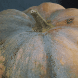 courge muscade de provence