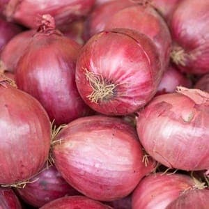 oignon rose