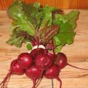 Betterave Nouvelle Botte