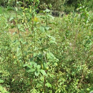 Prunier Reine-Claude de Vars (scion)