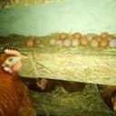 Oeufs - 12 oeufs