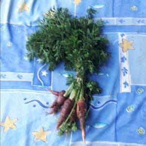 Carottes bottes Gniff