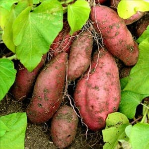 Plant de Patate douce orange (étiquette orange)