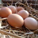 6 oeufs bio extra frais