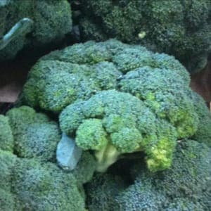 brocoli bio