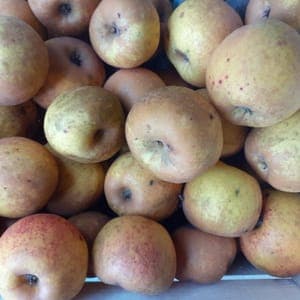 Pomme Grain d'Or