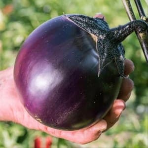 Plant d'Aubergine 'Ronde de Valence' (étiquette rouge)