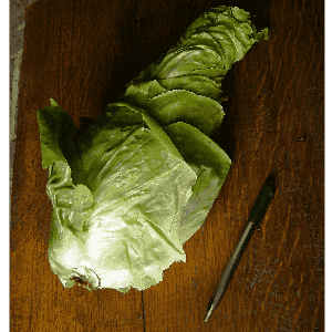 Chicorée pain de sucre