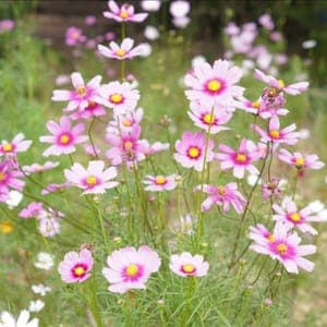 Plant de cosmos 