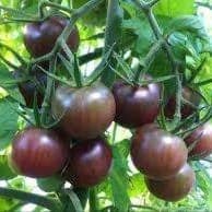 Plants de tomates cerises