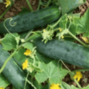 Plants_Concombre - Marketer - Godet