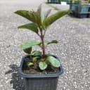 Plant Menthe poivrée