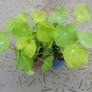Plant Capucine Grimpante