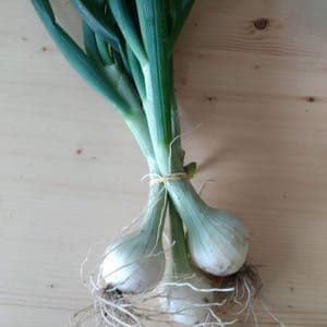 Oignon frais