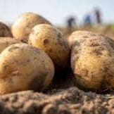 Pomme de terre de conservation