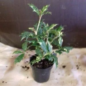 Houx- osmanthus