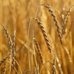 Farine d'épeautre Tous Usage