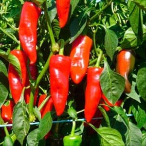 piment gorria "type espelette"