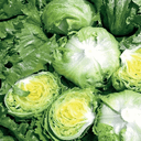 Batavia Iceberg Eduardo (les 15 en mini-motte) - Barquette de 15 mini-mottes