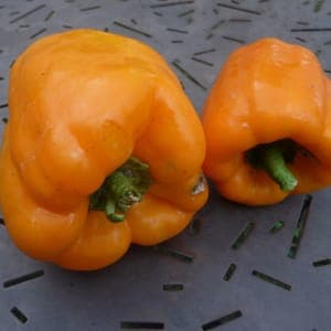 Poivron Wonder California Orange