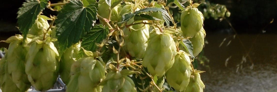 Bannière de Micro brasserie L'éclusière