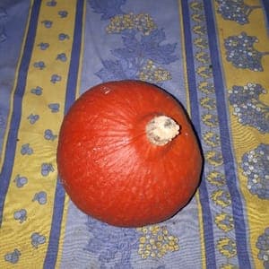 potimarron à la pièce environ 1.5kg