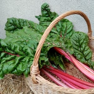 Blettes à côtes rouges et à côtes jaunes