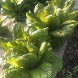 Laitue romaine Mouchetée