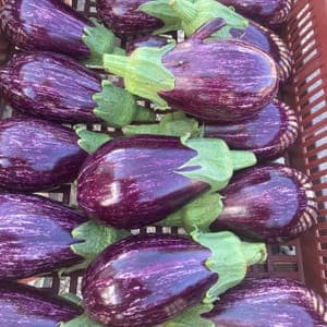 Aubergines panachées