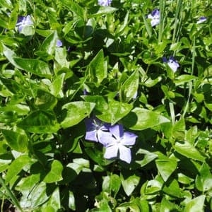Plant de Pervenche