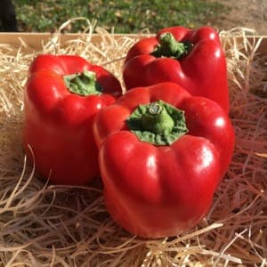 POIVRONS ROUGE (600 Grammes)