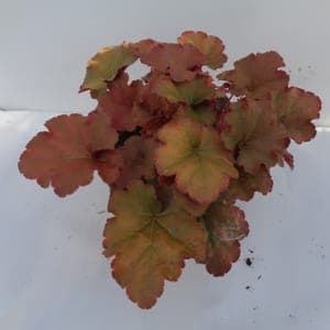 Heuchère caramel